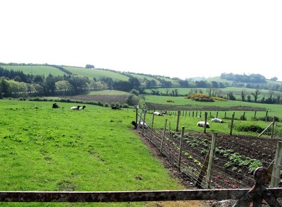 Photo 6x4 View past vegetable garden and sheep grazings towards the A24 S c2016