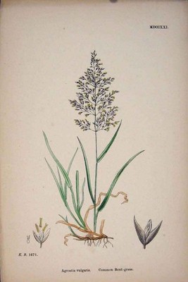 Original alter antiker Druck Agrostis vulgaris Gewöhnliches gebogenes Gras Farbe Prin A