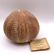 Natural Sea Urchin Pomander By Ben Rickert Rattle Decor