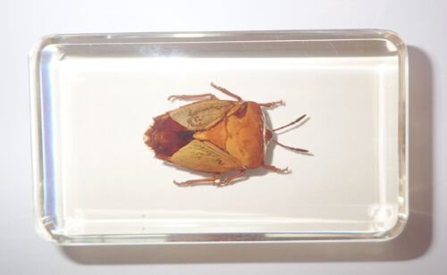 Brownish Bug in 73x40x22 mm Amber Clear Block Learning Insect Specimen - Photo 1 sur 9