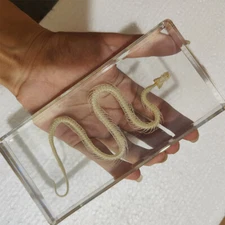 Chinese Water Snake Skeleton in 164*78*20mm Block Education Animal Specimen