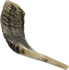 Authentic Ram Horn Shofar from Israel, Clear Sound, Polished, 12''-14''
