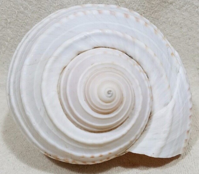 SEASHELL eBay