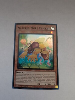 Naturia Mole Cricket MP23-EN170  1st Edition NM