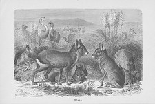 Gro&szlig;e Mara Dolichotis patagonum Pampashase Holzstich von 1890 M&uuml;tzel