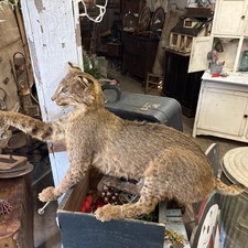 Bobcat Taxidermy Full Body wall mount Wildlife Animal Art 