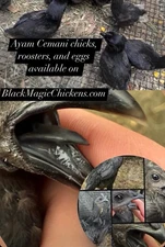 High Quality Ayam Cemani Hatching Eggs (6)