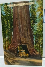 Vintage Wawona Tree Tunnel Mariposa Big Tree Grove Yosemite Park Linen Postcard