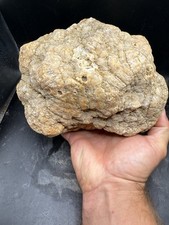 Ammonite Cephalopod Fossil Shell Geode Indiana Quartz Crystal Agate 8.75 Lbs