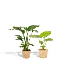 Strelitzia Nicolai & Alocasia Macrorrhiza – 2 Stück – Ø 19 cm – ↕ 85 cm