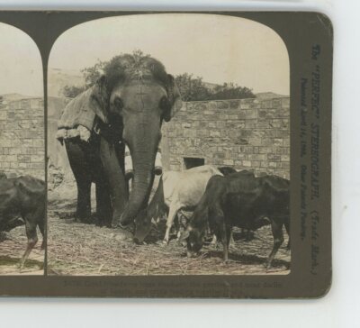 Elephant & Cattle Feeding Together India H.C. White Stereoview