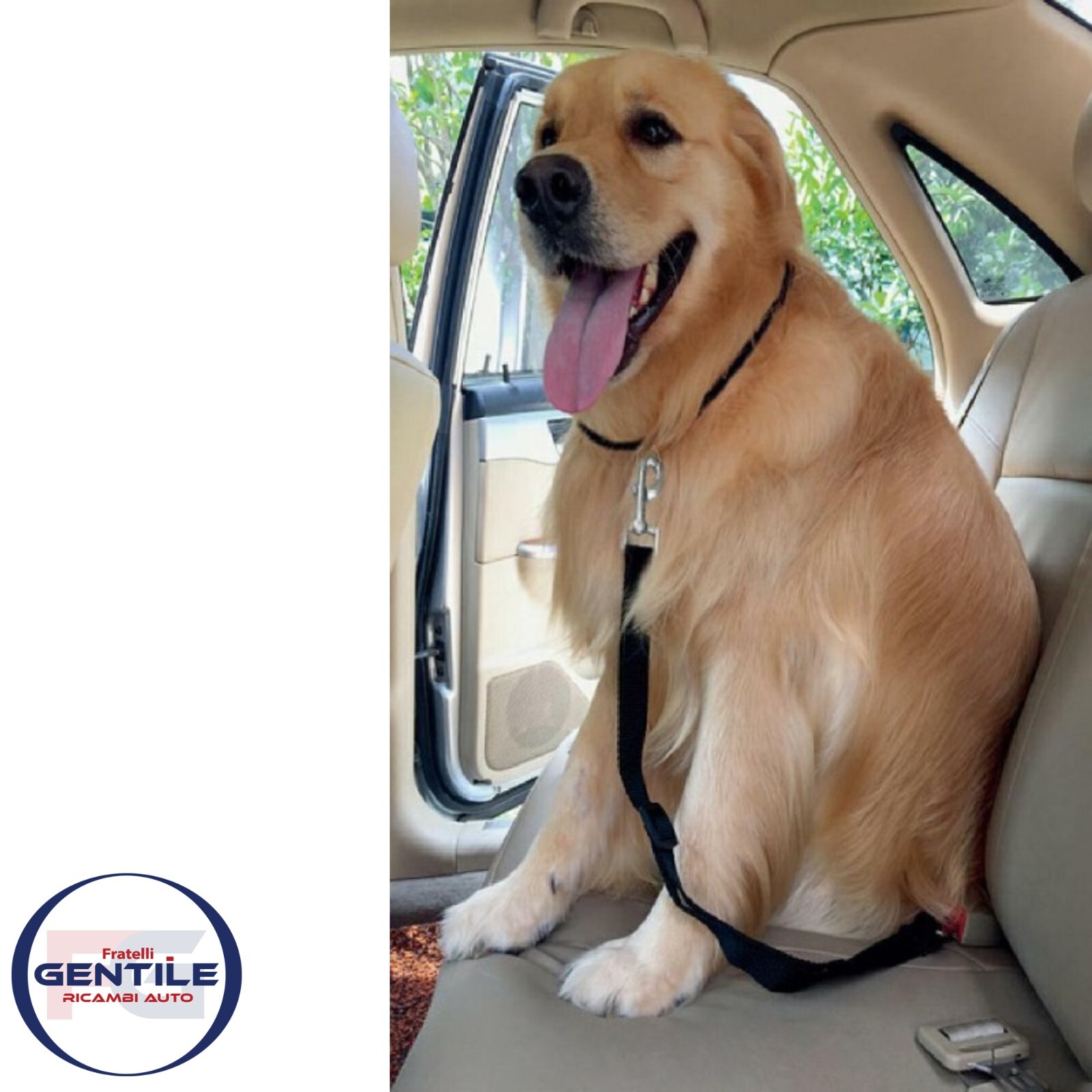 Collar Cinturon Seguridad Perros Gatos para Coche Camper Regulable Universal