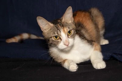 Persia Adoption Perth Animal Rescue Cat 47 Kitten Woodvale