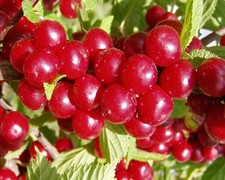 Nanking Bush Cherry, Prunus tomentosa, Shrub Seeds (Edible, Hardy, Fast)