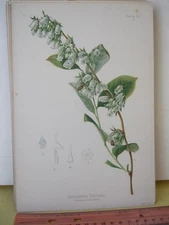 Vintage Print,ANDROMEDE MARIANA,Prang,Native Flower+Fern,Meehan,1879