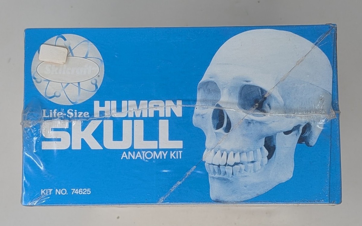 Vintage Skilcraft Life-Size Human Skull Anatomy Model Kit No