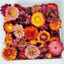 100 Pcs Natural Dried Daisy Flowers Heads, Multicolor Dry Floral Mixcolor