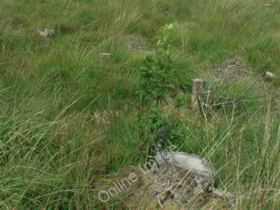 Foto 6x4 Vogelbäumchen im Einigwald klar gefallen Caplich Wood um 2009