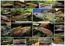 AQUALOG - Fold Poster SNAKEHEAD FISH - Genus ...