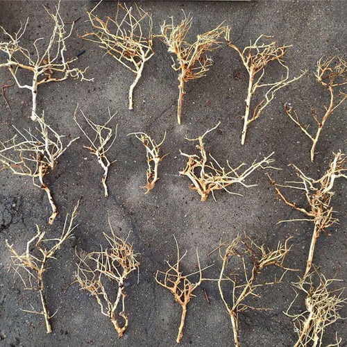 1x Driftwood Branches Aquarium Moss Tree Fish Tank Ornament Landscape Decoration - Picture 2 of 14
