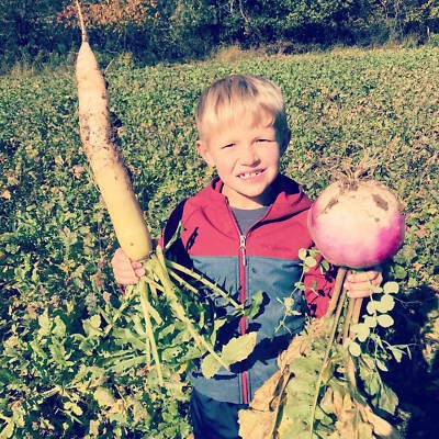 HALE HABITAT &AMP; SEED Brassica Blend Food Plot - Turnips, Daikon Radish, Kale, Winter Camelina, Canola