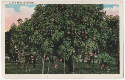 VTG 1920 Postcard, Grove of Mango Trees in Florida