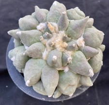 Raro Ariocarpus fis var lloydii Hybird WYSIWYG autoradicato