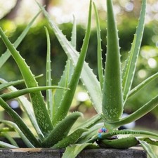 100 Seeds Aloe Vera Evergreen Perennial Succulent Medicinal Plant Home