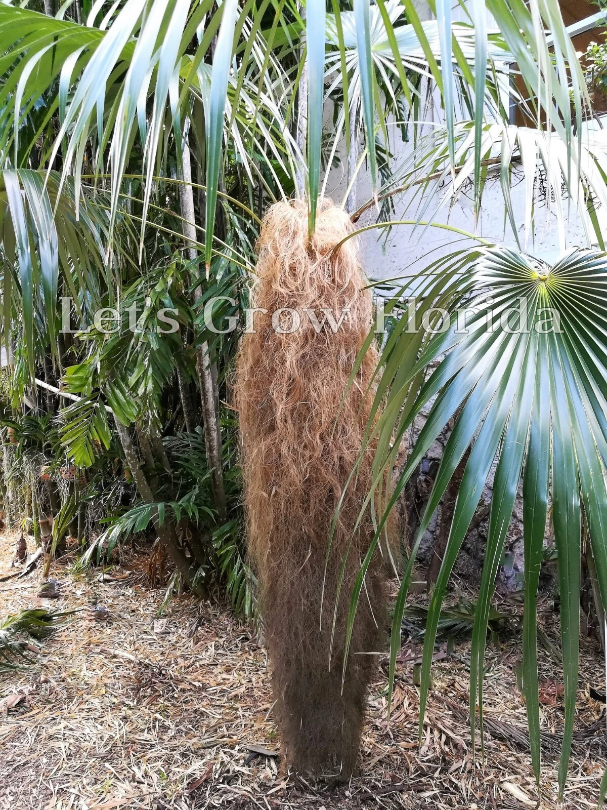 Coccothrinax crinita ‘Old Man’ Palm Tree Plant Live Tropical Rare