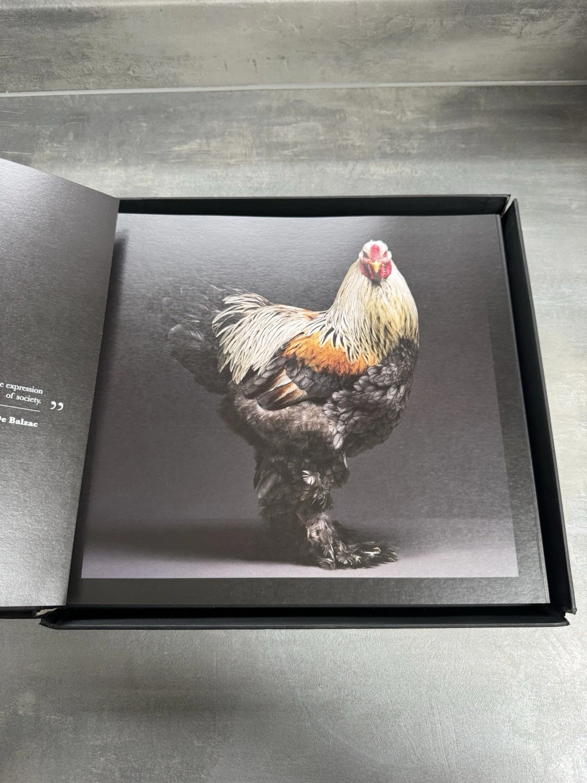 Chicken The Chicken Book The Most Beautiful Chickens in The World Matteo Limited 5