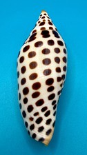 Scaphella junonia 114.8mm – Dry Tortugas Trap Collected – Tortugas Shell