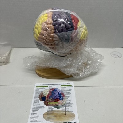 Brain Model 3D, 2 Times Enlargement 4-Part Human Brain Model with Functional ...