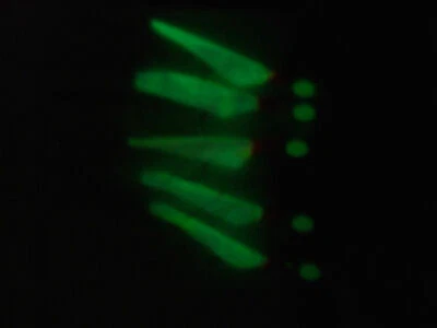 FFT LUMO GLLOW FISCH HAUT RIG 5 x 4 HAKEN KÖDEREL HERING PIER MEERANGELN