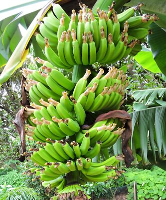 SAMEN Musa WILD BANANE Leckerbissen Zimmer Pflanze Saat Veranda Terrasse Garten