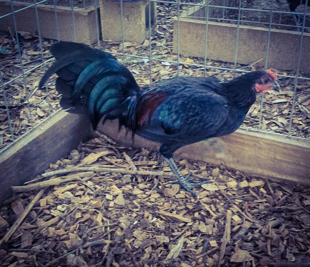 6+ Pure Black Black Roundhead Gamefowl Eggs (Preorder) eBay