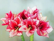 Revelation Amaryllis  Bulb, Pretty Flowers, Please Check our other items