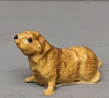 Retired Hagen Guinea Pig