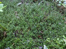 SEEDS- Creeping and English THYME Aromatic Perennial Herb for Cooking and Garden