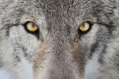 Framed Close Up Gray Wolf Eyes Portrait Wall Art Print Photo Poster Decor