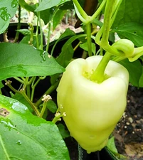 30+ WHITE BELL PEPPER SEEDS NON-GMO FRESH FOR YOUR GARDEN