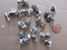 30+ORGANIC Miracle tree Moringa Oleifera Seeds Guaranteed to Sprout +instruction