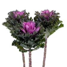 50 Flowering Kale Seeds Flowering Kale Empire Kysia F1 Hybrid 