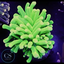 CS Chernobyl Bright Green Torch - WYSIWYG LIVE CORAL