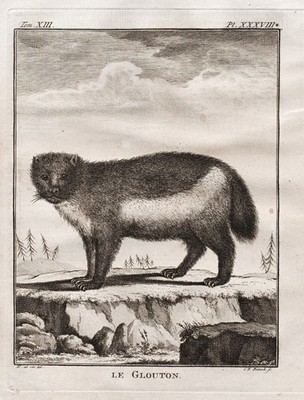 Vielfraß wolverine Glouton Tier animal engraving Kupferstich gravure Buffon 1780