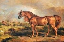 high quality oil painting 100% handpainted on canvas "A Chestnut Stallion"