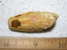 Dinosaur fossil tooth Spinosaurus Cretaceous Era bigger 1.5 inch long F99