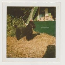 Loyal Kerry Blue Terrier Dog Standing Proud in the Summer Sun Snapshot Photo