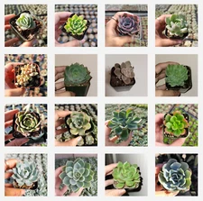 Echeveria Succulents Variety Pack 