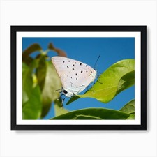 Butterfly On A Leaf Art Print Framed Wall Art Poster Canvas Print Picture