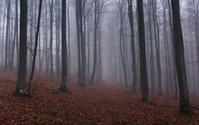 Landscape nature forest mist trees leaves gloomy fall Custom Gaming Mat Desk